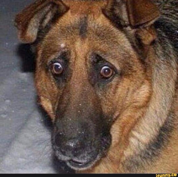 Овчарка Мем