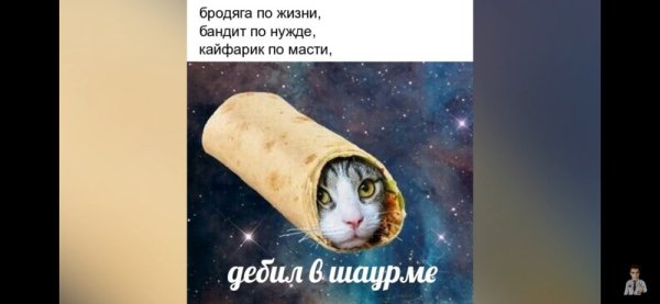 Кот шаурма