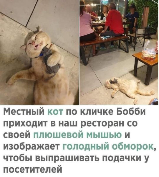 Кот Бобби приходит в кафе с мышкой