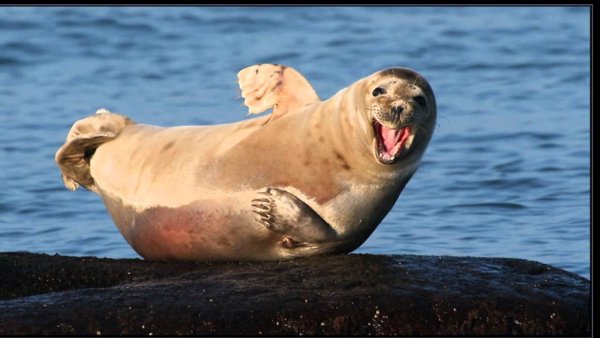 Тюлень морж морской котик морской Лев