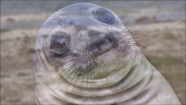 Морской котик Мем