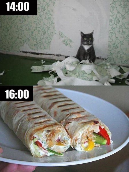 Шаурма из кошки