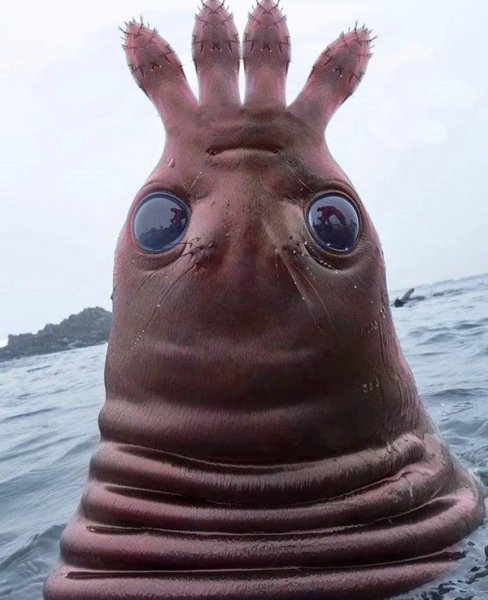 Голова тюленя