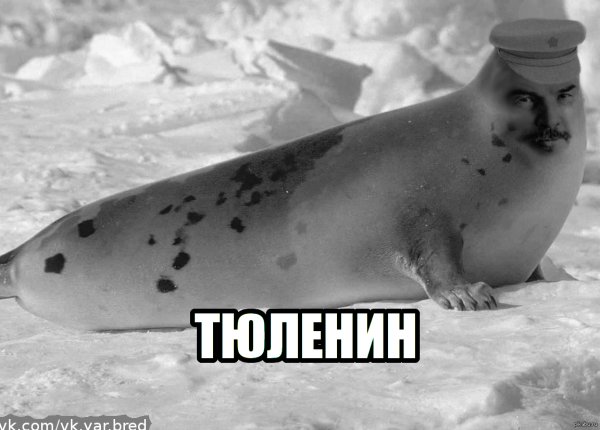 Жирный тюлень