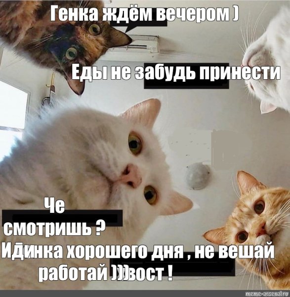 Мемы с котами с др