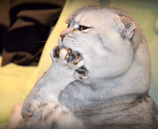 Кот задумчивый