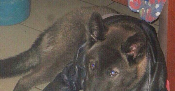 Пес в кожаной куртке