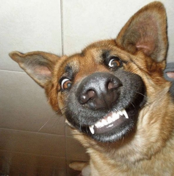 Пес улыбается