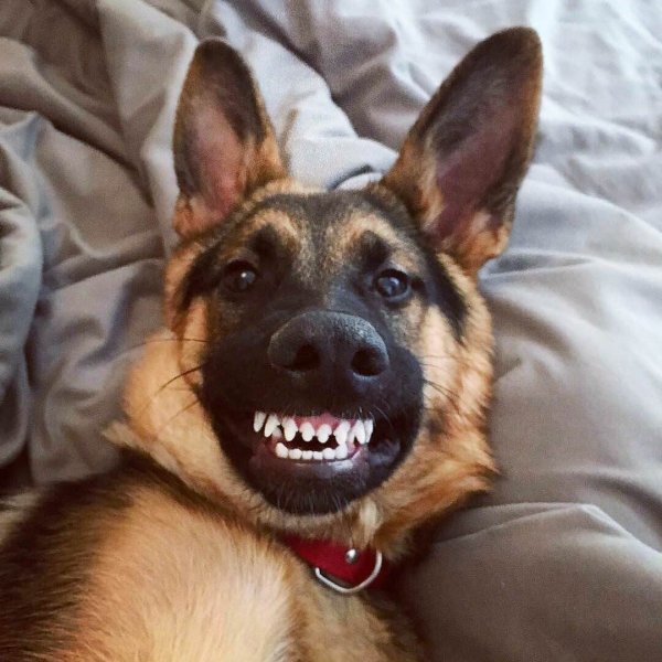 Квазимодо собака овчарка