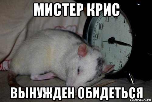 Крыса Мем