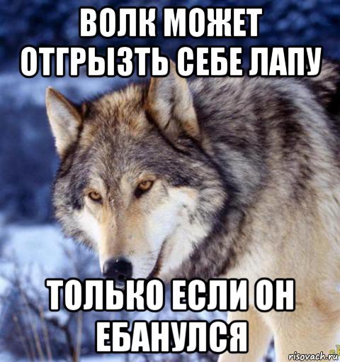 Мемы с волками