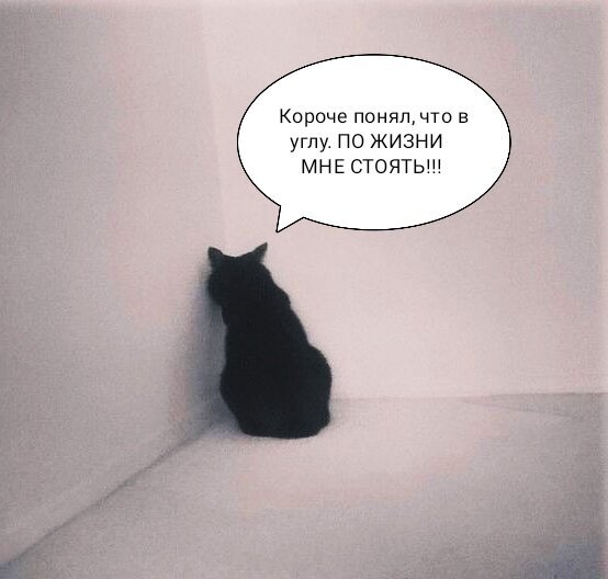Кот стоящий в углу