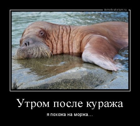 Морж прикол