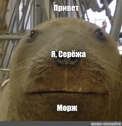 Упоротый морж