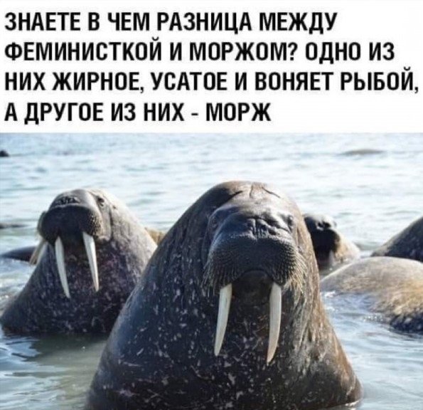 Разница между феминисткой и моржом