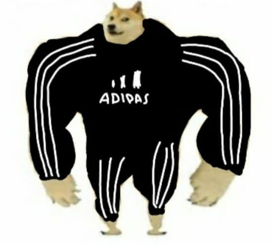 Собака в адидасе