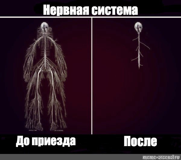 Нервная система человека