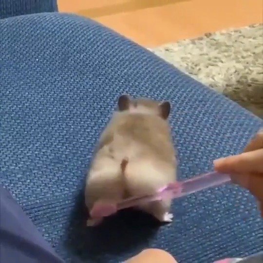 Девушка вытирает слезы хомяком