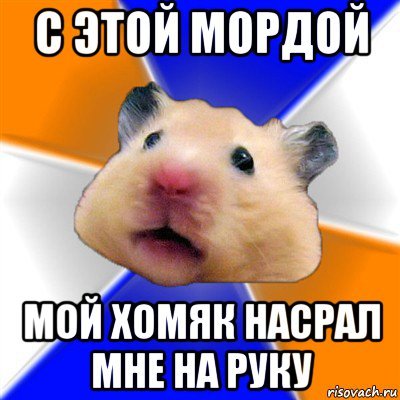 Мемы с хомяками