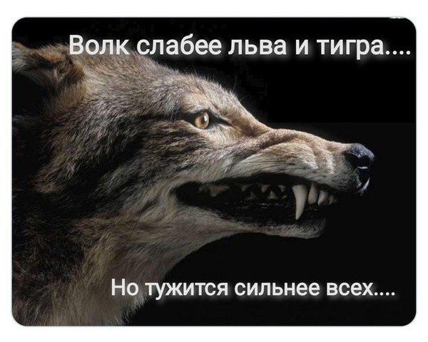 Цитаты волка