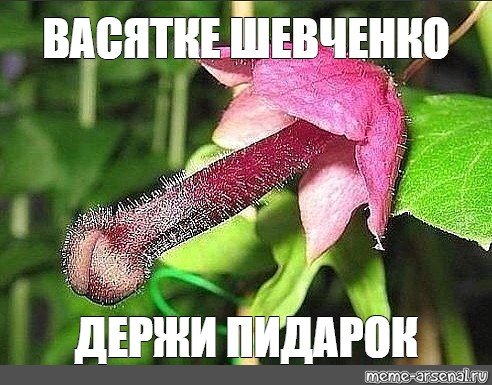 Смешные цветы
