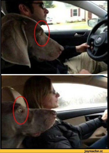 Собака за рулем прикол