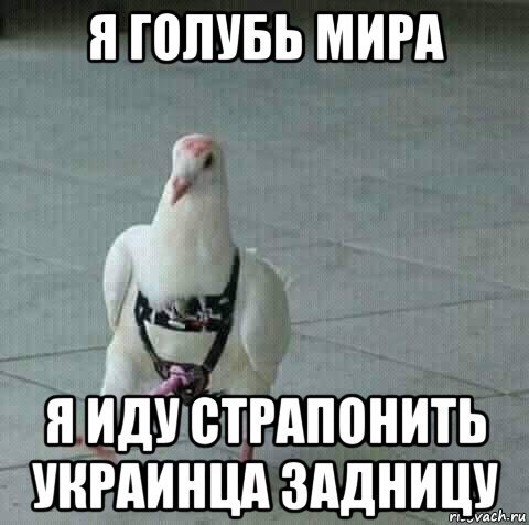 Я голубь
