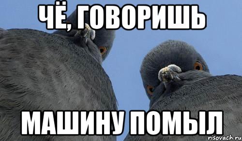 Голубь машину помыл