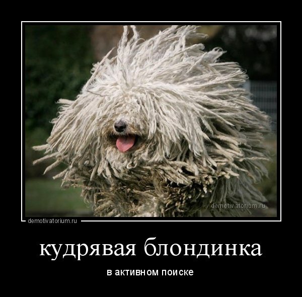 Анекдоты про лохматых