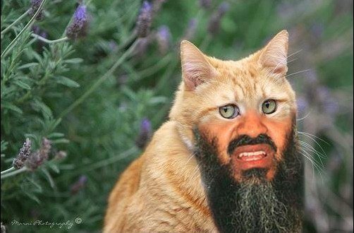 Бородатый котенок