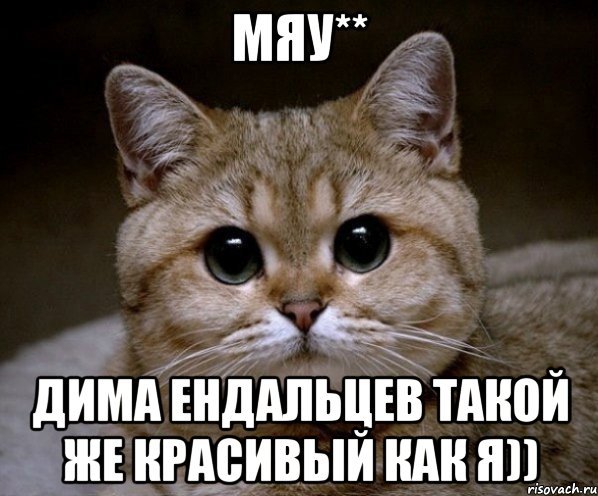 Мяу мяу мемы