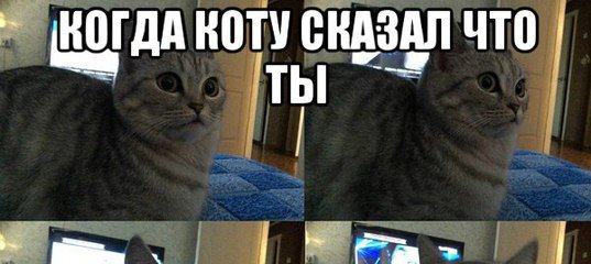 Человек кот