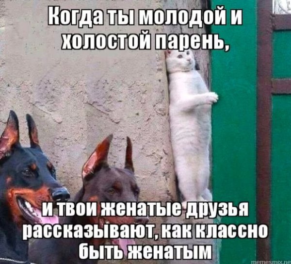 Холост женат Мем