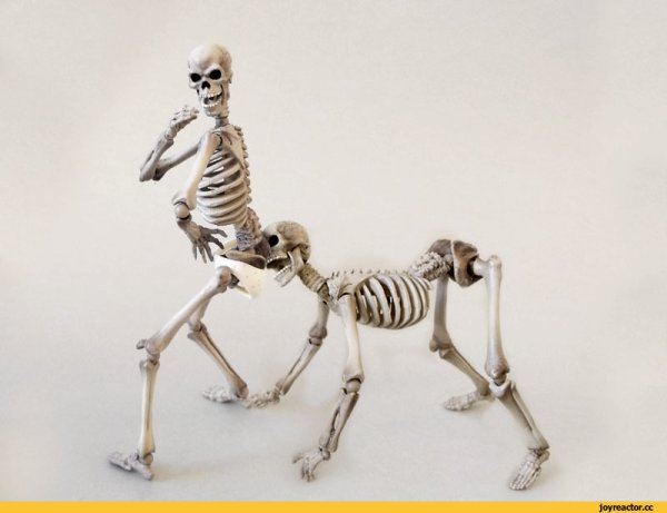 Скелет человека