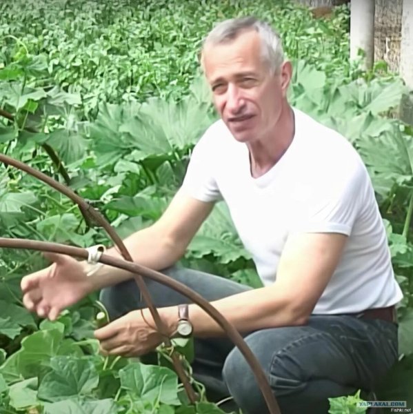 Сила земли огурец доктор Попов