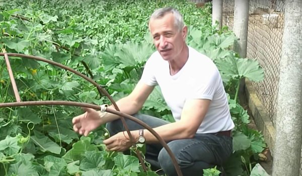 Доктор Попов живой огурец