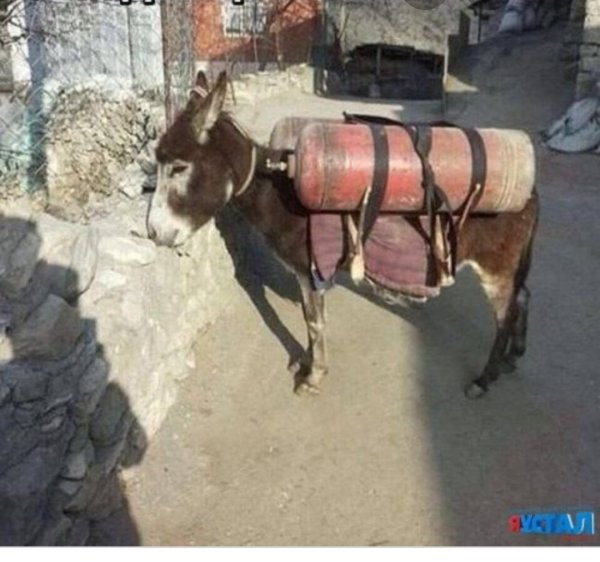 Осёл с баллонами