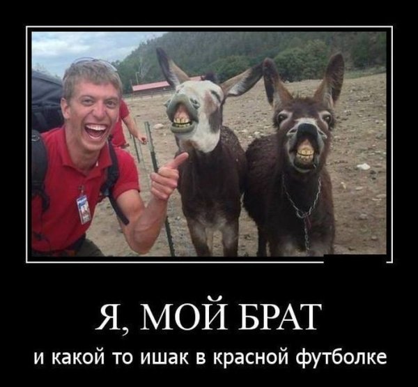 Шутка про ослов