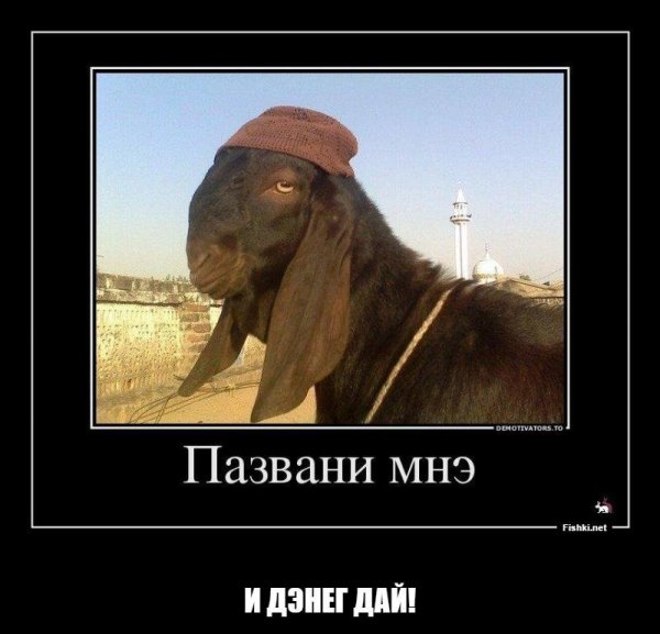 Смешные ослы с надписями