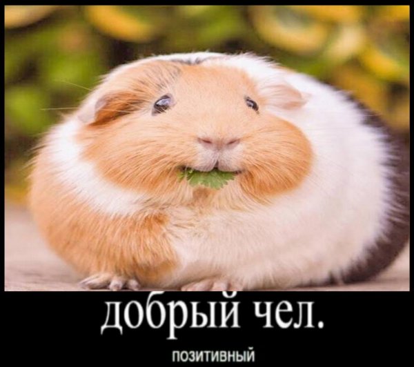 Позитивный хомяк