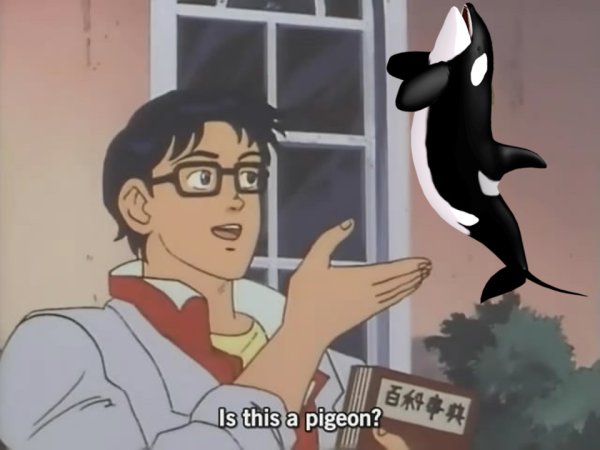 Мем is this a Pigeon
