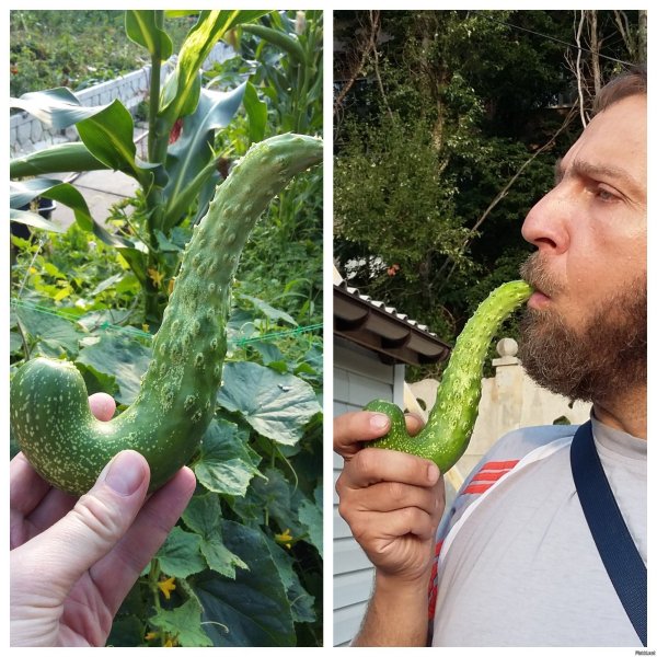 Огурец у мужчин