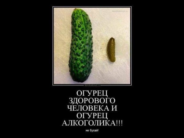 Огурец здорового человека и алкоголика