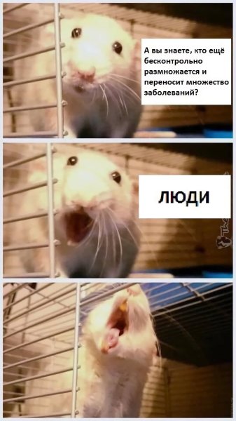 Мемы с крысами