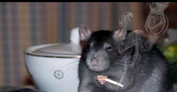 Мемы с крысами