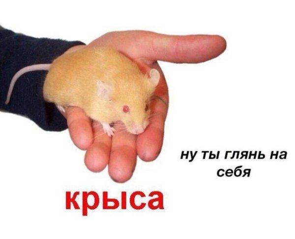 Глянь на себя крыса