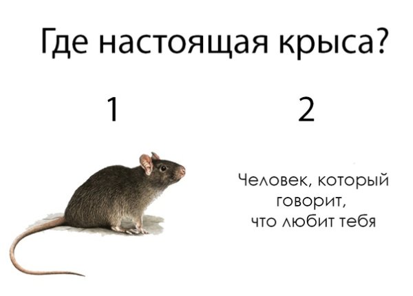 Крыса Мем