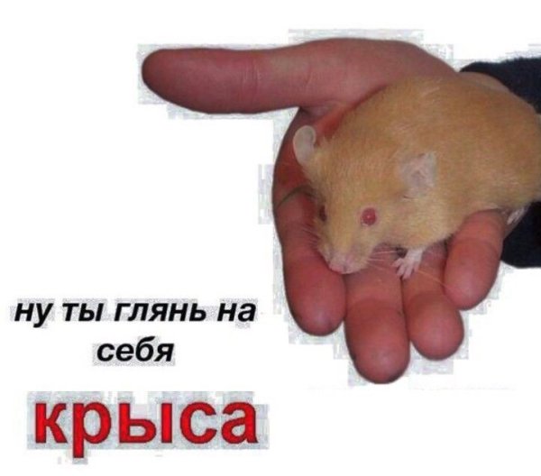 Да я крыса