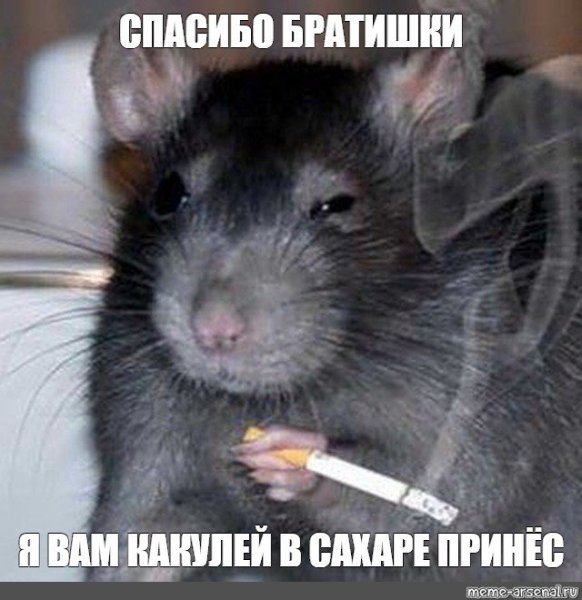 Крыса с сигаретой