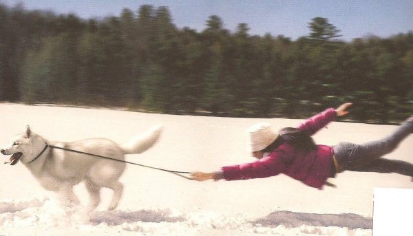 Собака тащит человека